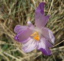 08. malo cvijeća